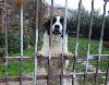 Cani da guardia ''CORSI E STAGE'' IN TUTTA ITALIA - A DOMICILIO - Per conoscere meglio il cane da guardia!!